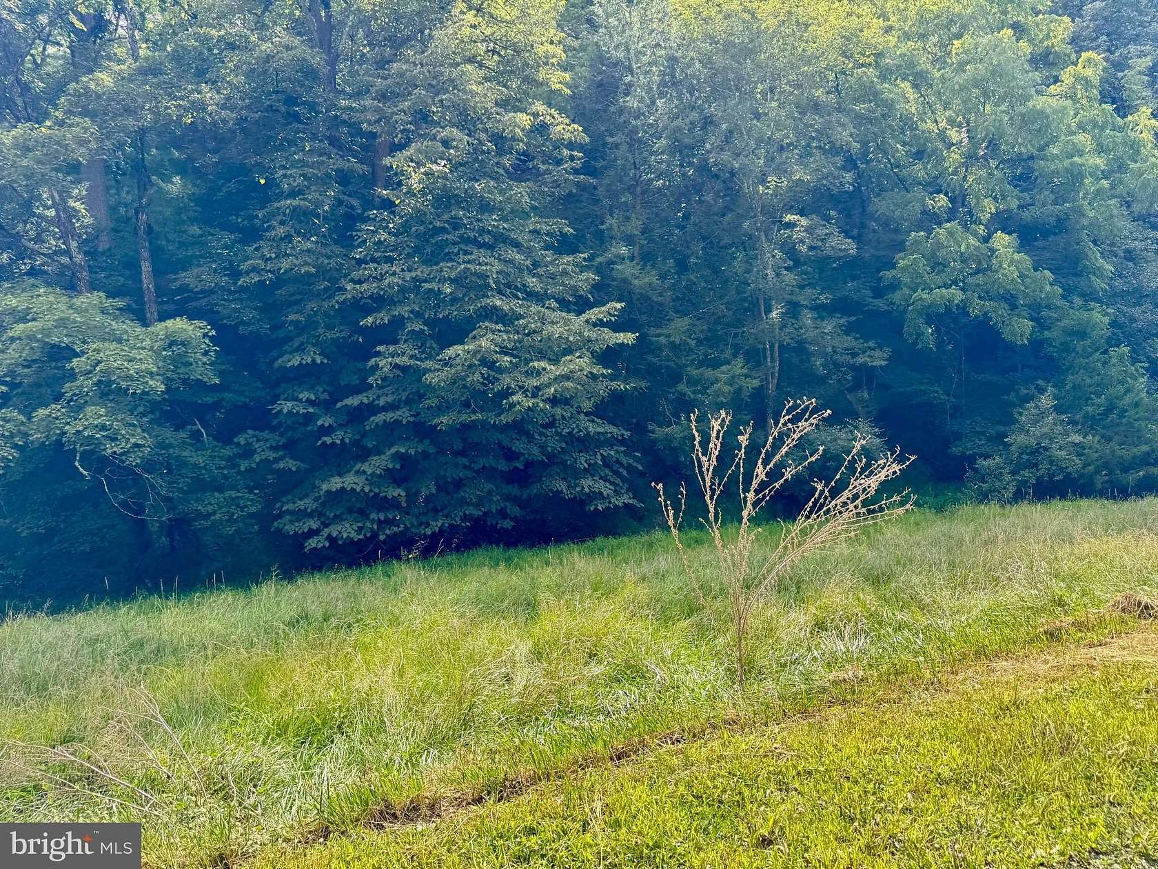 81.5 Acres of Land for Sale in Petersburg, West Virginia