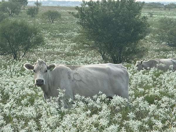 10.2 Acres of Land for Sale in Decatur, Texas