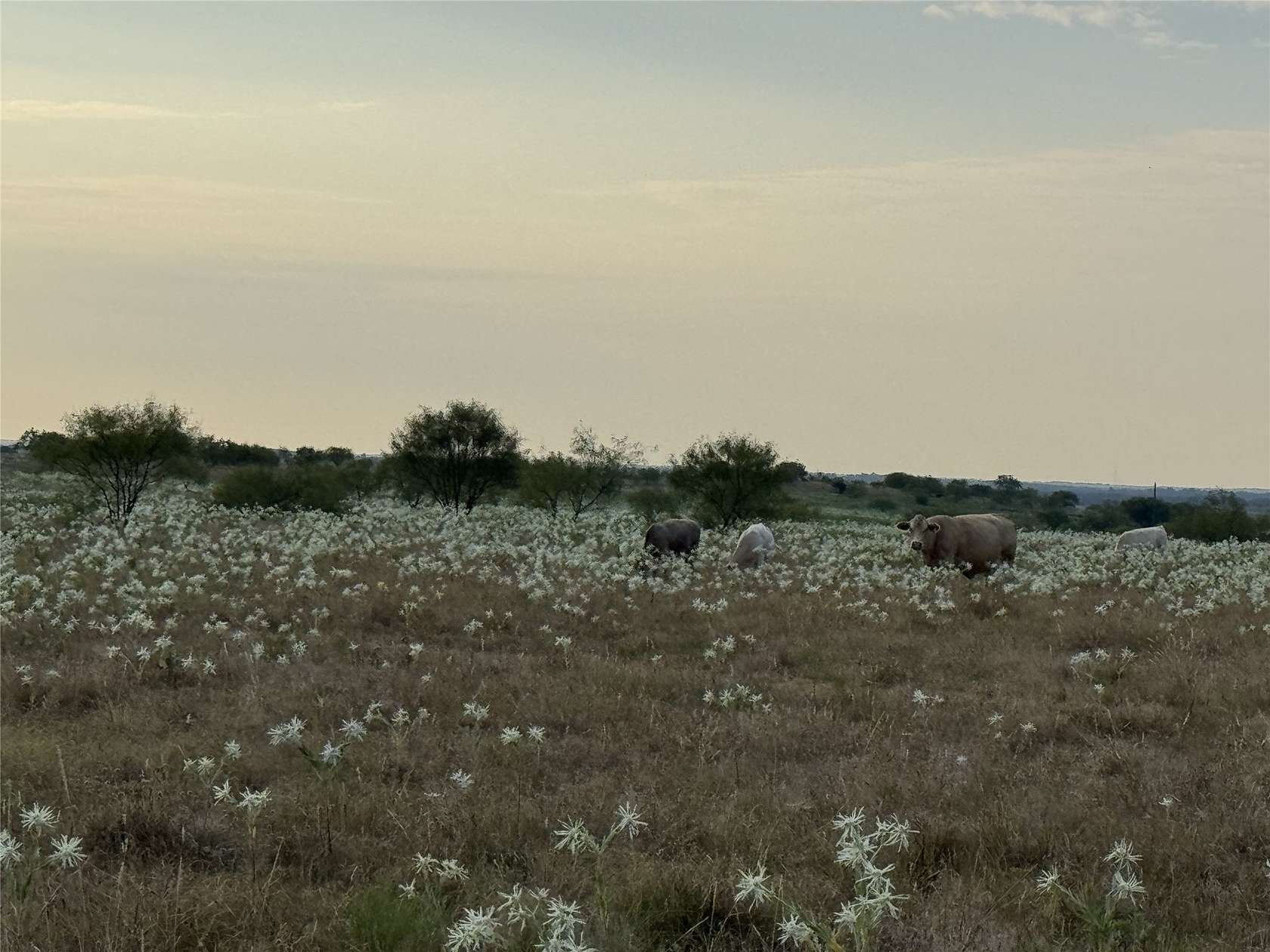 17.1 Acres of Land for Sale in Decatur, Texas