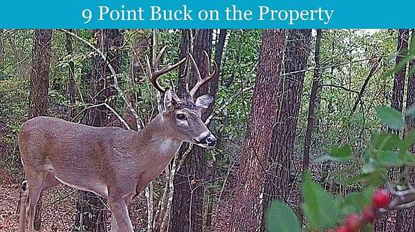 47.8 Acres of Recreational Land for Sale in Woodville, Texas