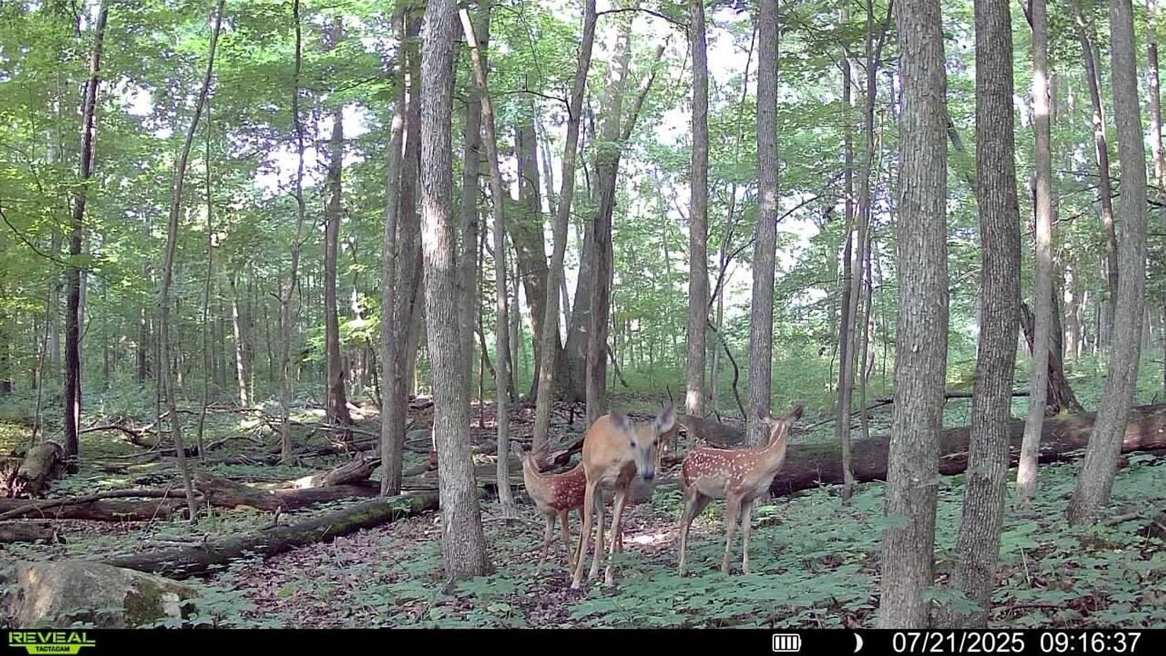 27 Acres of Recreational Land for Sale in Osseo, Michigan