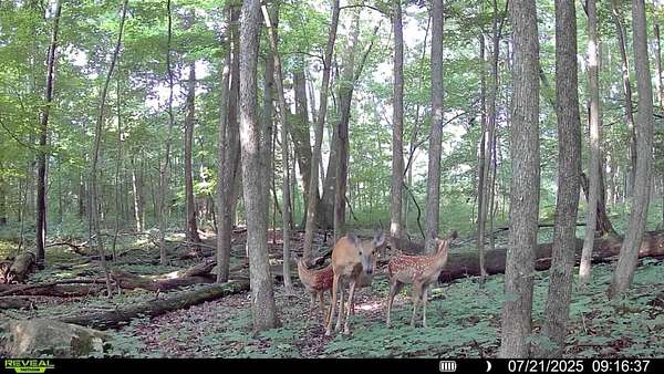 27 Acres of Recreational Land for Sale in Osseo, Michigan