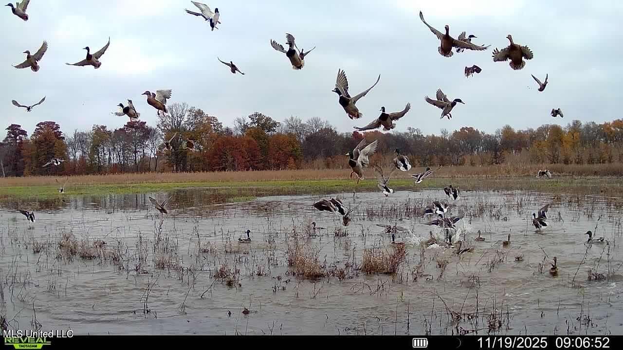 263 Acres of Recreational Land for Sale in Tunica, Mississippi