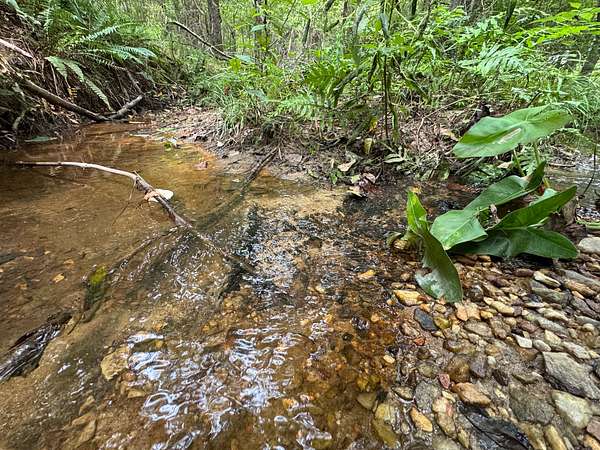 45 Acres of Recreational Land for Sale in Equality, Alabama