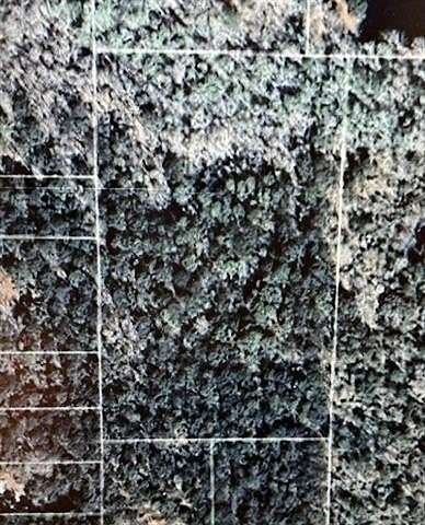 3.19 Acres of Residential Land for Sale in Madisonville, Louisiana