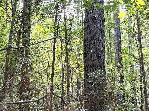 80 Acres of Recreational Land for Sale in Haynesville, Louisiana