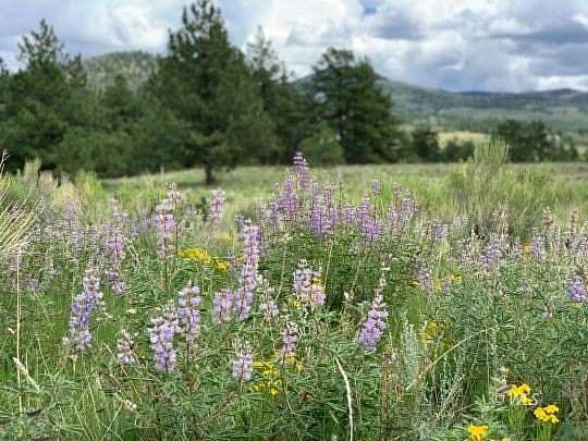 37 Acres of Land for Sale in Westcliffe, Colorado