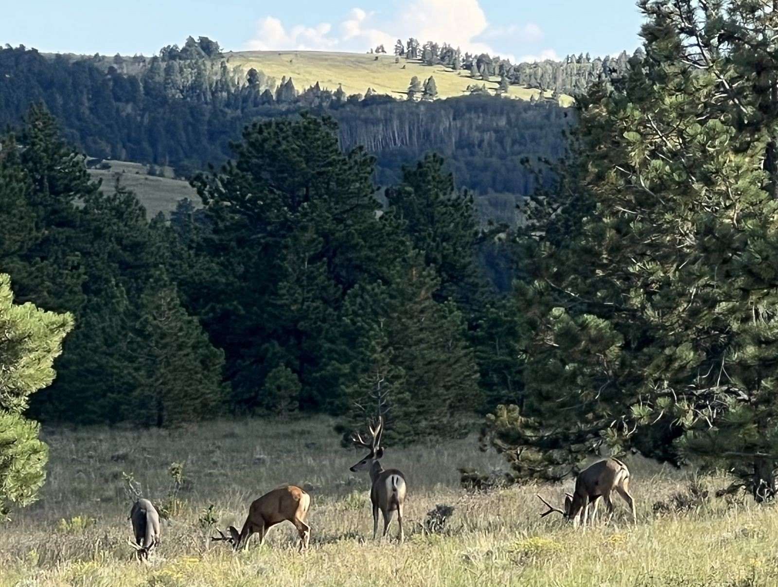 37 Acres of Land for Sale in Westcliffe, Colorado