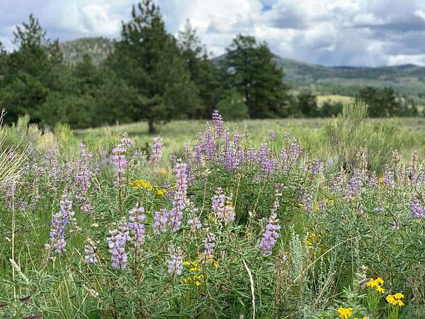 37 Acres of Land for Sale in Westcliffe, Colorado