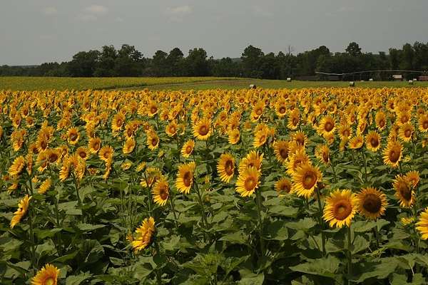 115 Acres of Agricultural Land for Sale in Jacksonville, Georgia