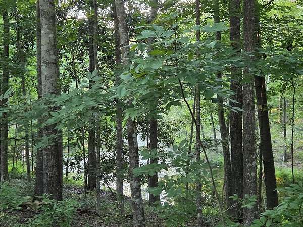 3.79 Acres of Agricultural Land for Sale in Cordele, Georgia