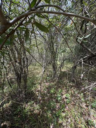 3 Acres of Land for Sale in Evart, Michigan