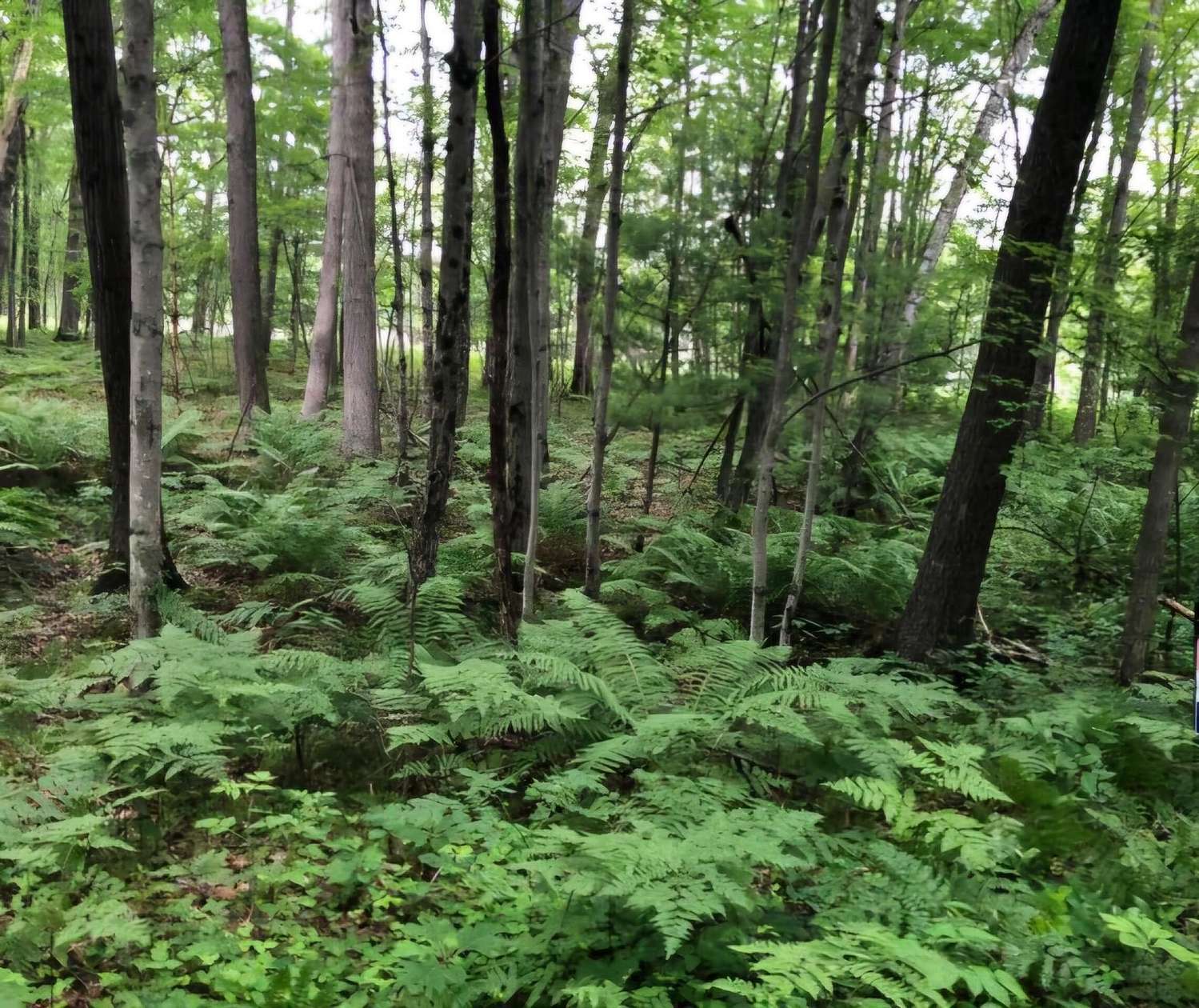 76.3 Acres of Recreational & Residential Land for Sale in Bitely, Michigan