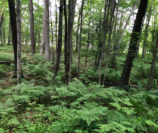 76.3 Acres of Recreational & Residential Land for Sale in Bitely, Michigan