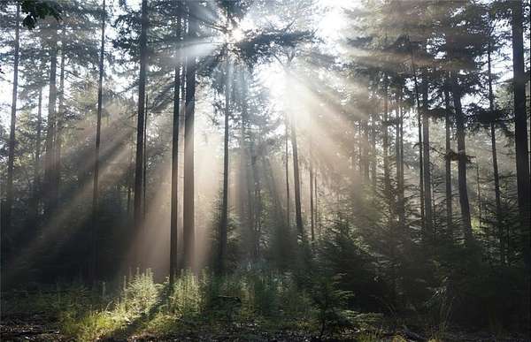 3 Acres of Residential Land for Sale in Auburn, Alabama