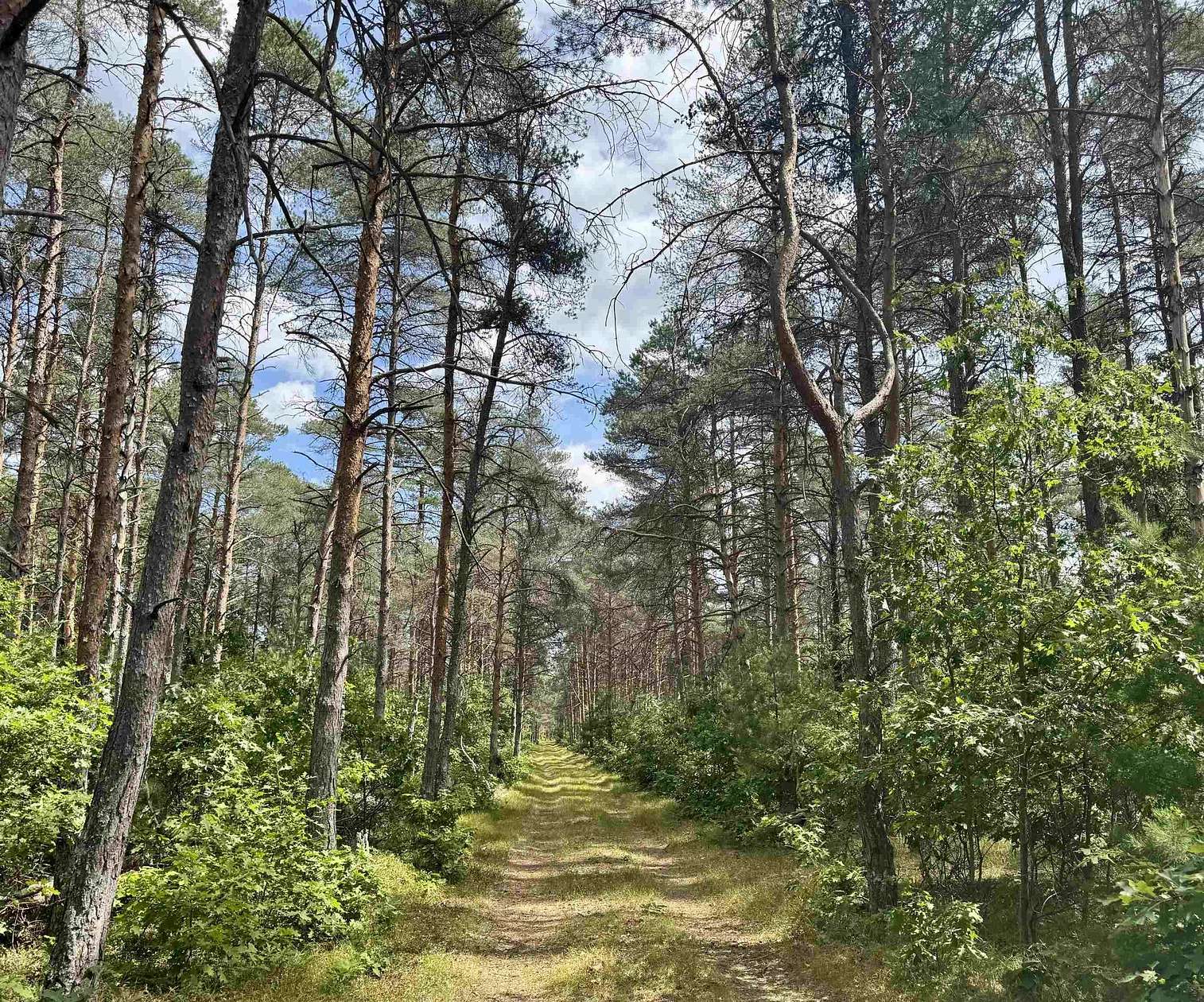 100 Acres of Recreational Land for Sale in Harrison, Michigan