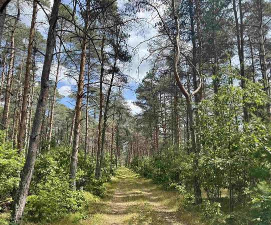 100 Acres of Recreational Land for Sale in Harrison, Michigan