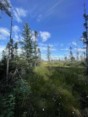 80.4 Acres of Recreational Land for Sale in Tomahawk, Wisconsin