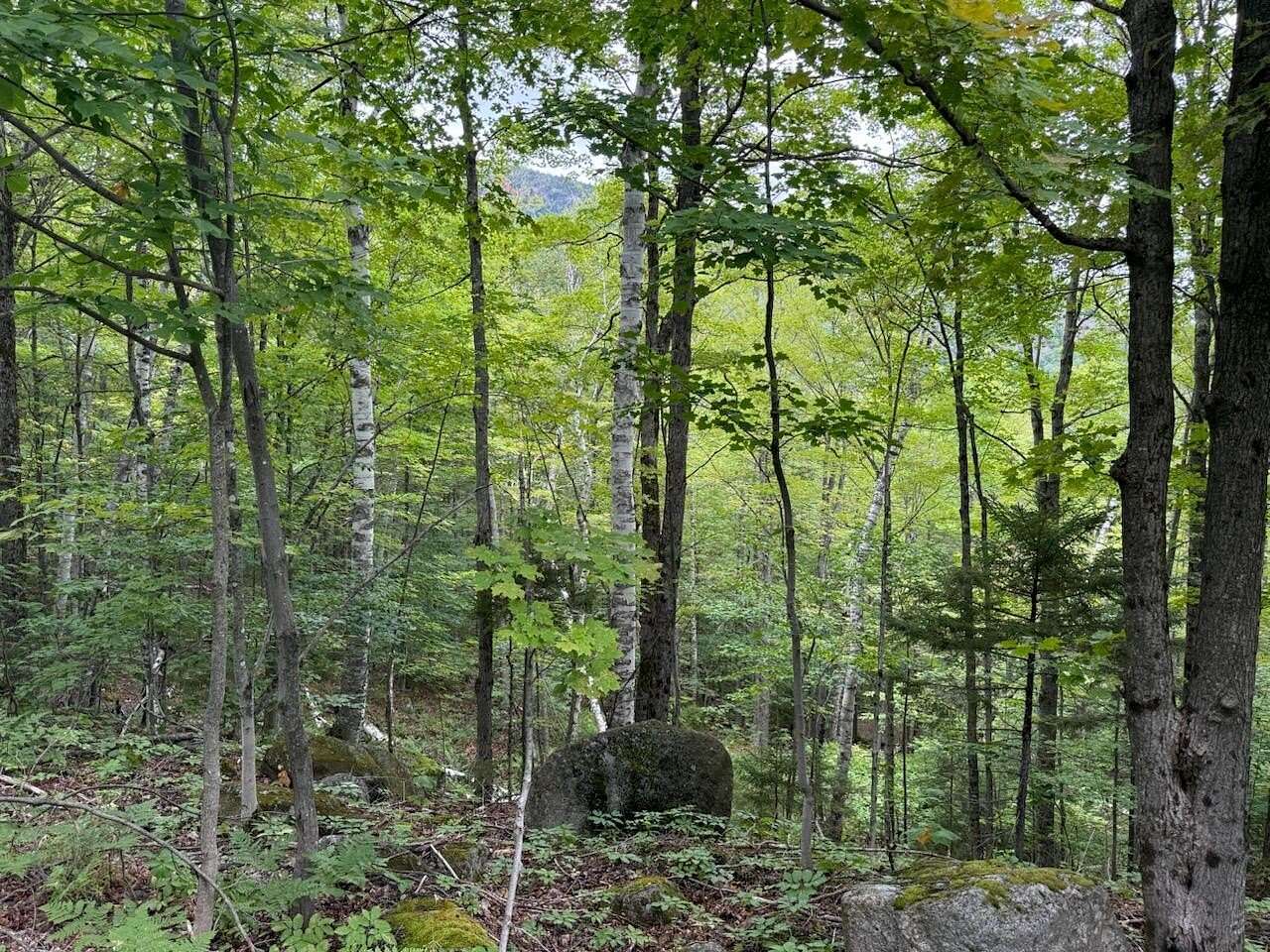 30.9 Acres of Land for Sale in Keene Valley, New York