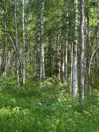 6.89 Acres of Residential Land for Sale in Fairbanks, Alaska