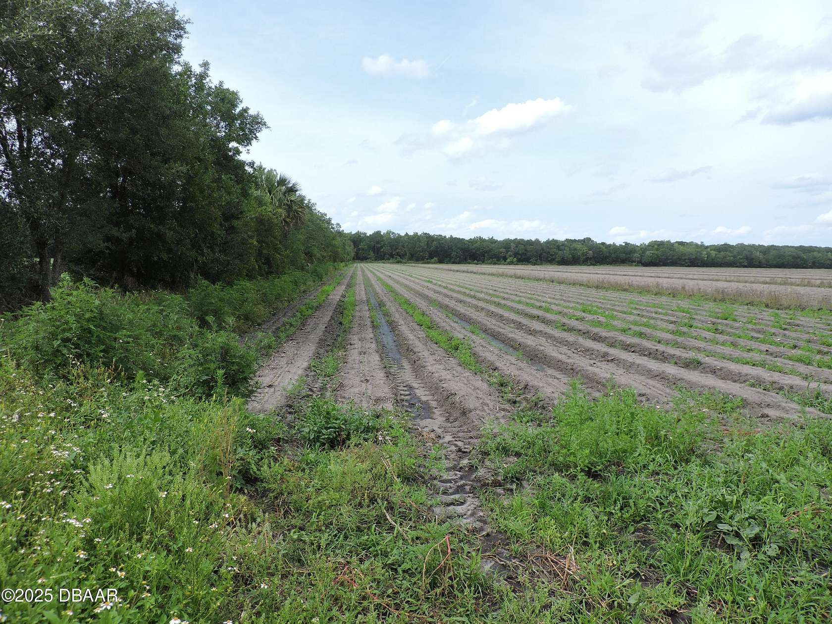 10 Acres of Residential Land for Sale in Bunnell, Florida