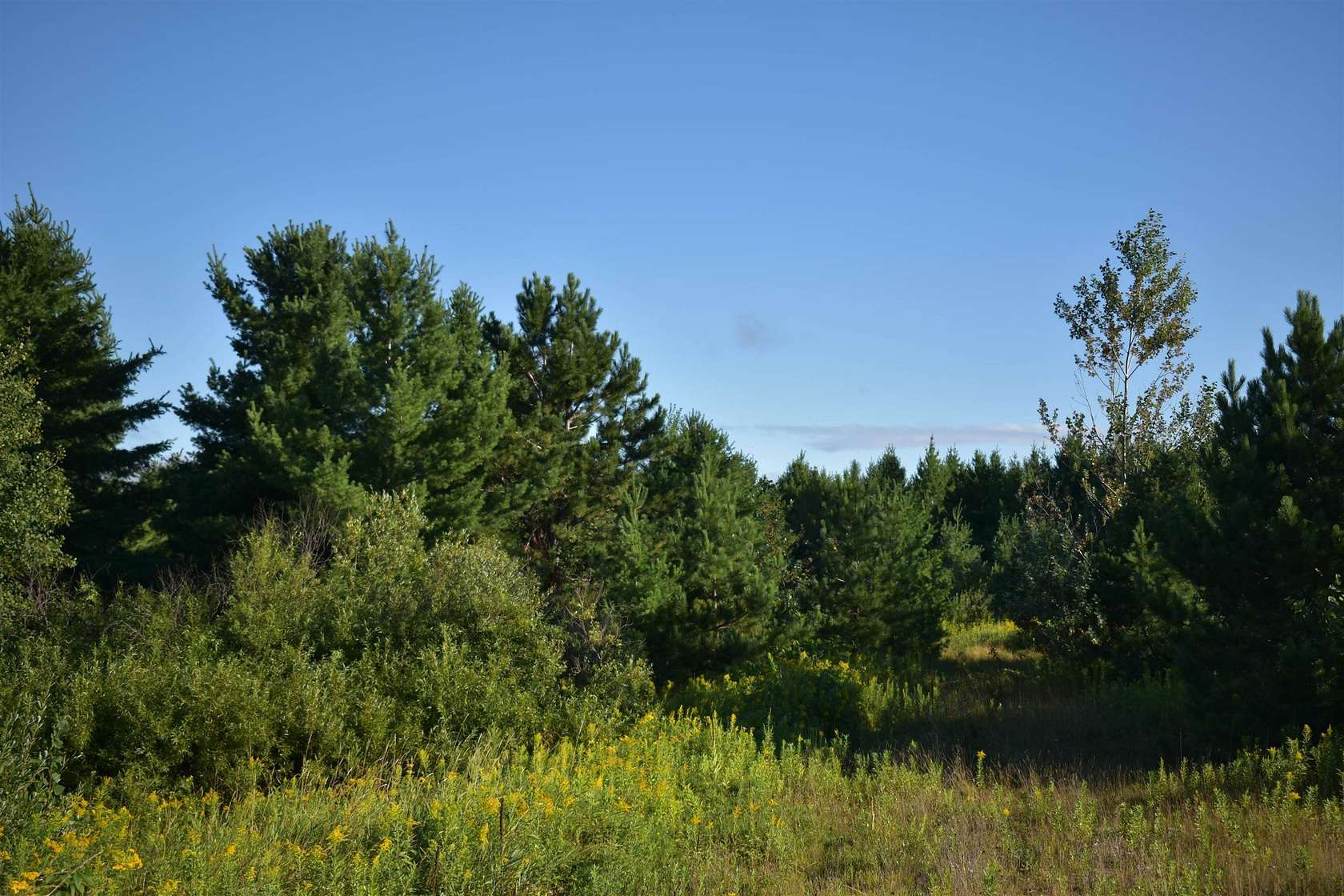 29.6 Acres of Recreational Land for Sale in Washburn, Wisconsin
