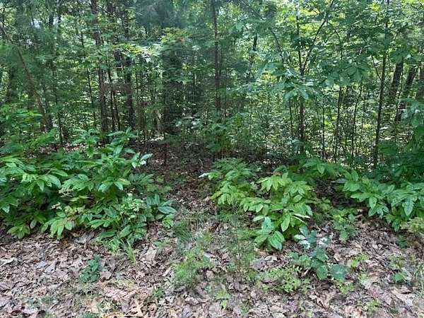 2.64 Acres of Land for Sale in Ellijay, Georgia
