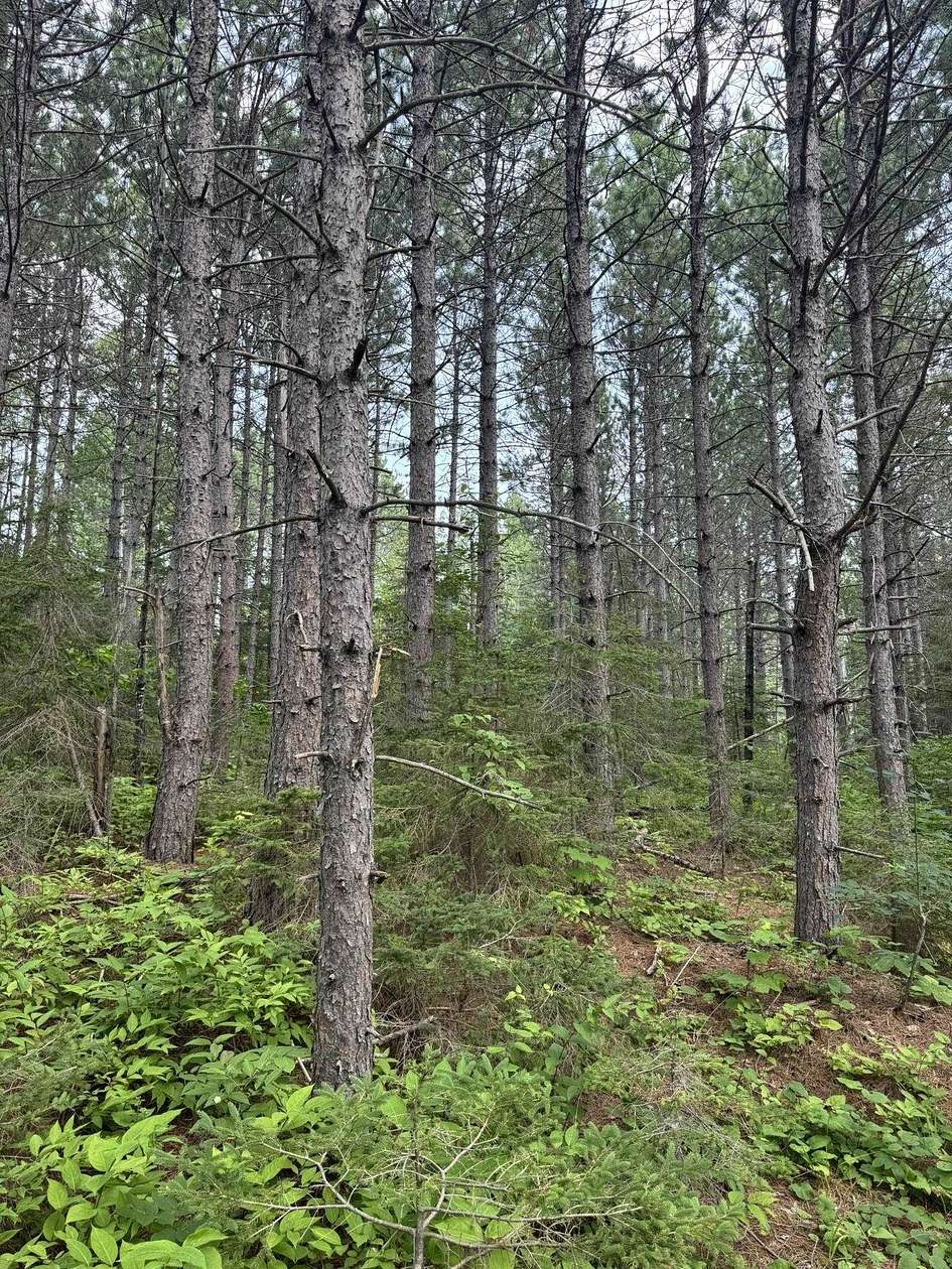 10.2 Acres of Land for Sale in Schroeder, Minnesota