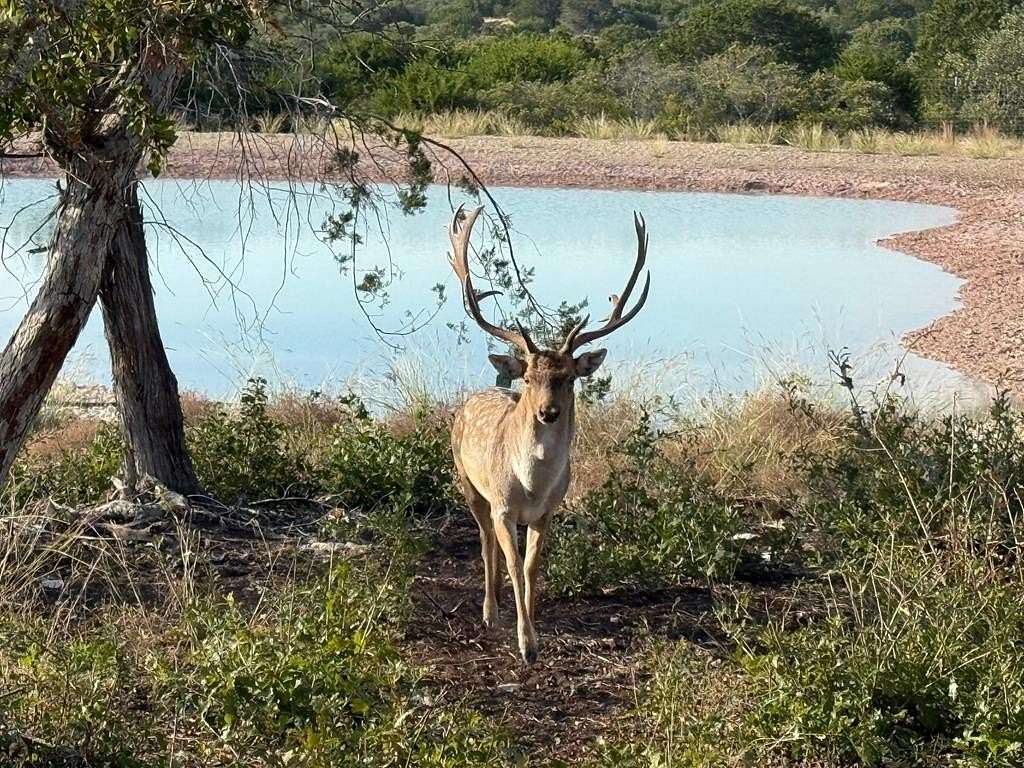 81 Acres of Land for Sale in Mountain Home, Texas