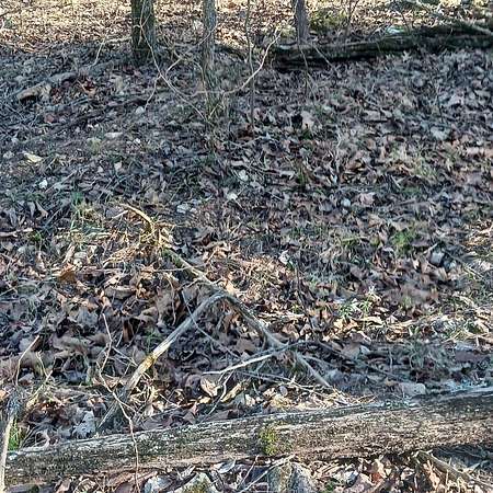 0.05 Acres of Land for Sale in Theodosia, Missouri