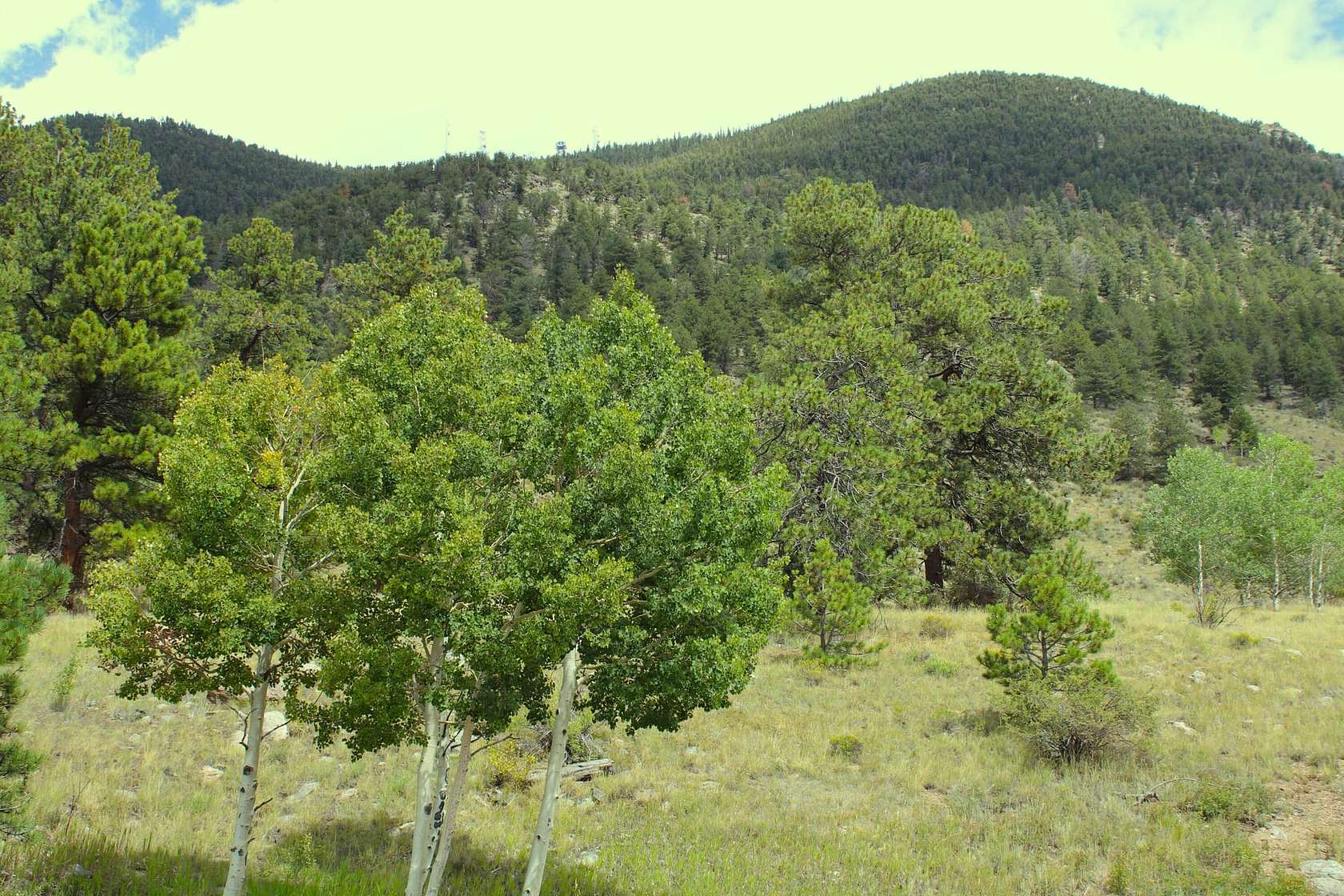 40 Acres of Recreational Land for Sale in Lake George, Colorado
