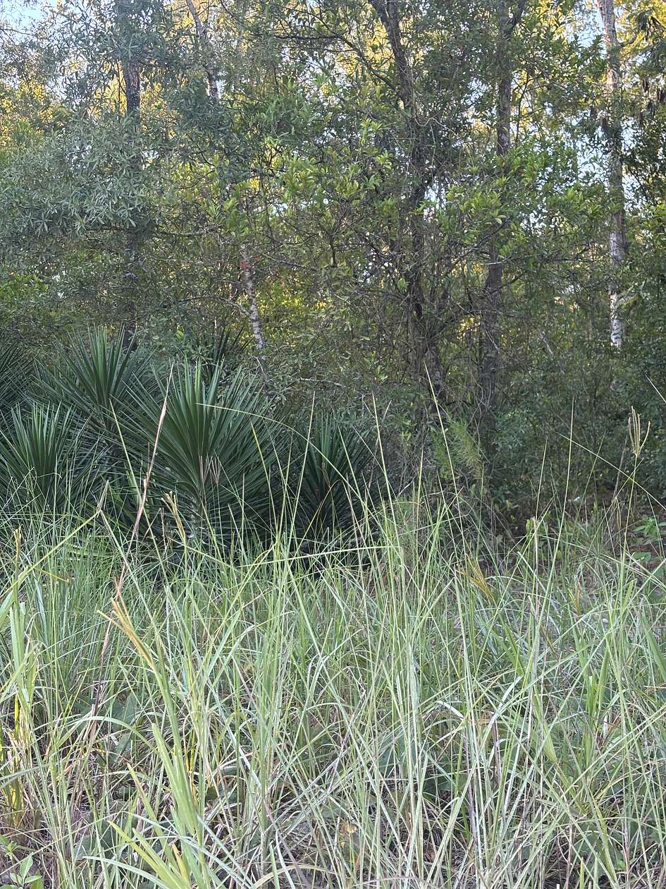 4.54 Acres of Land for Sale in Bell, Florida