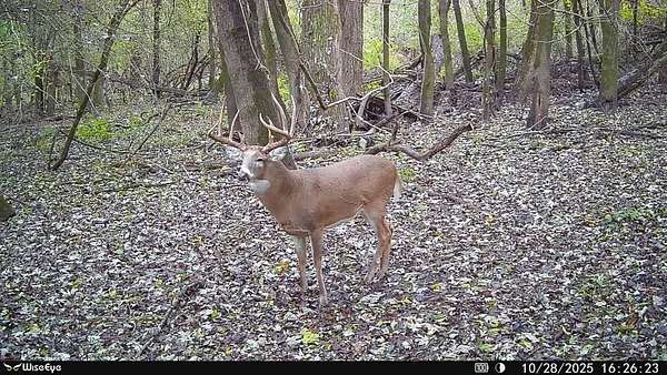 146 Acres of Recreational Land for Sale in Allendale, Illinois