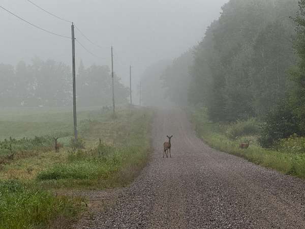 63 Acres of Recreational Land & Farm for Sale in Ogema, Wisconsin