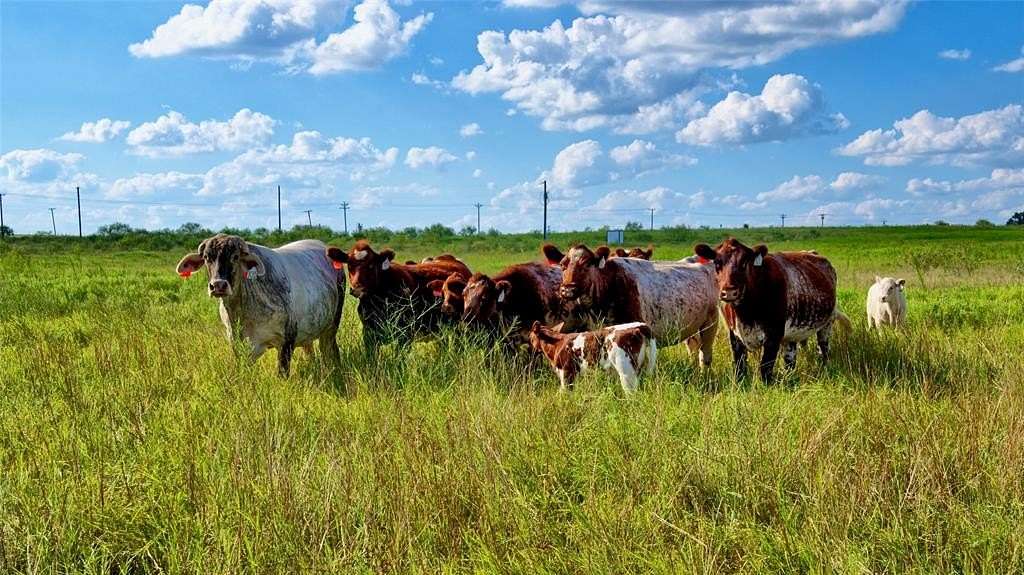 30.2 Acres of Agricultural Land for Sale in Windthorst, Texas