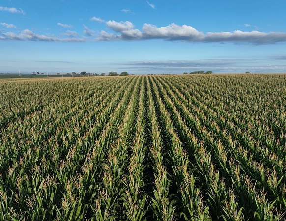 40 Acres of Agricultural Land for Auction in Felix Township, Iowa