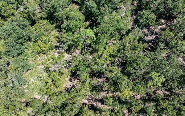 10 Acres of Recreational Land for Sale in McAlpin, Florida