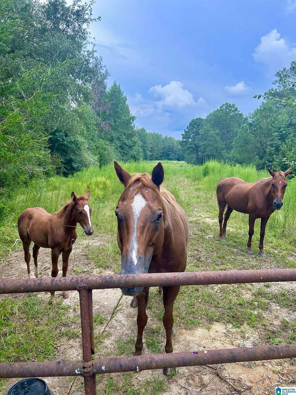34.1 Acres of Recreational Land & Farm for Sale in Wedowee, Alabama