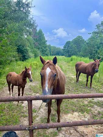 34.1 Acres of Recreational Land & Farm for Sale in Wedowee, Alabama