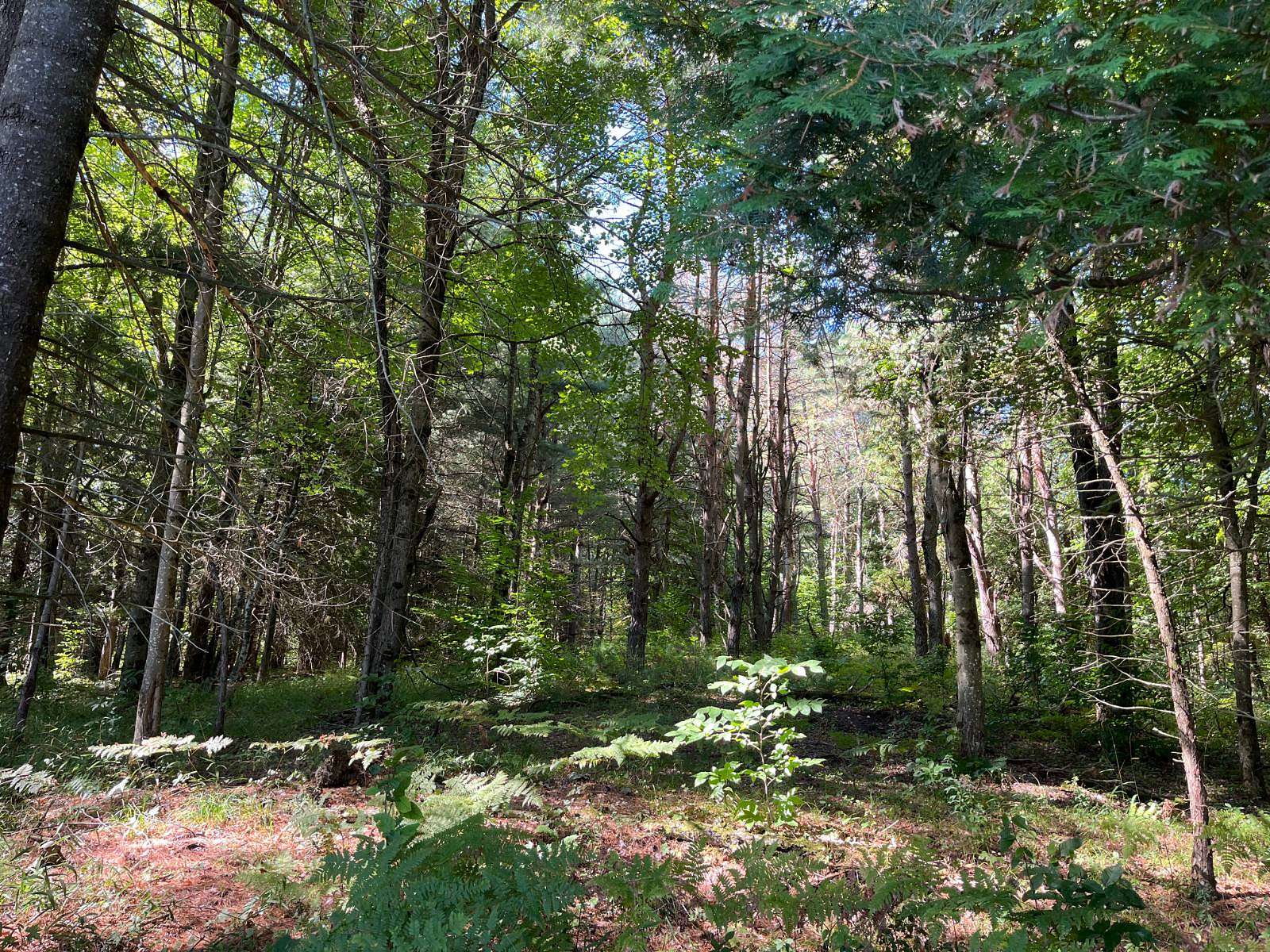 9 Acres of Land for Sale in Winthrop, New York