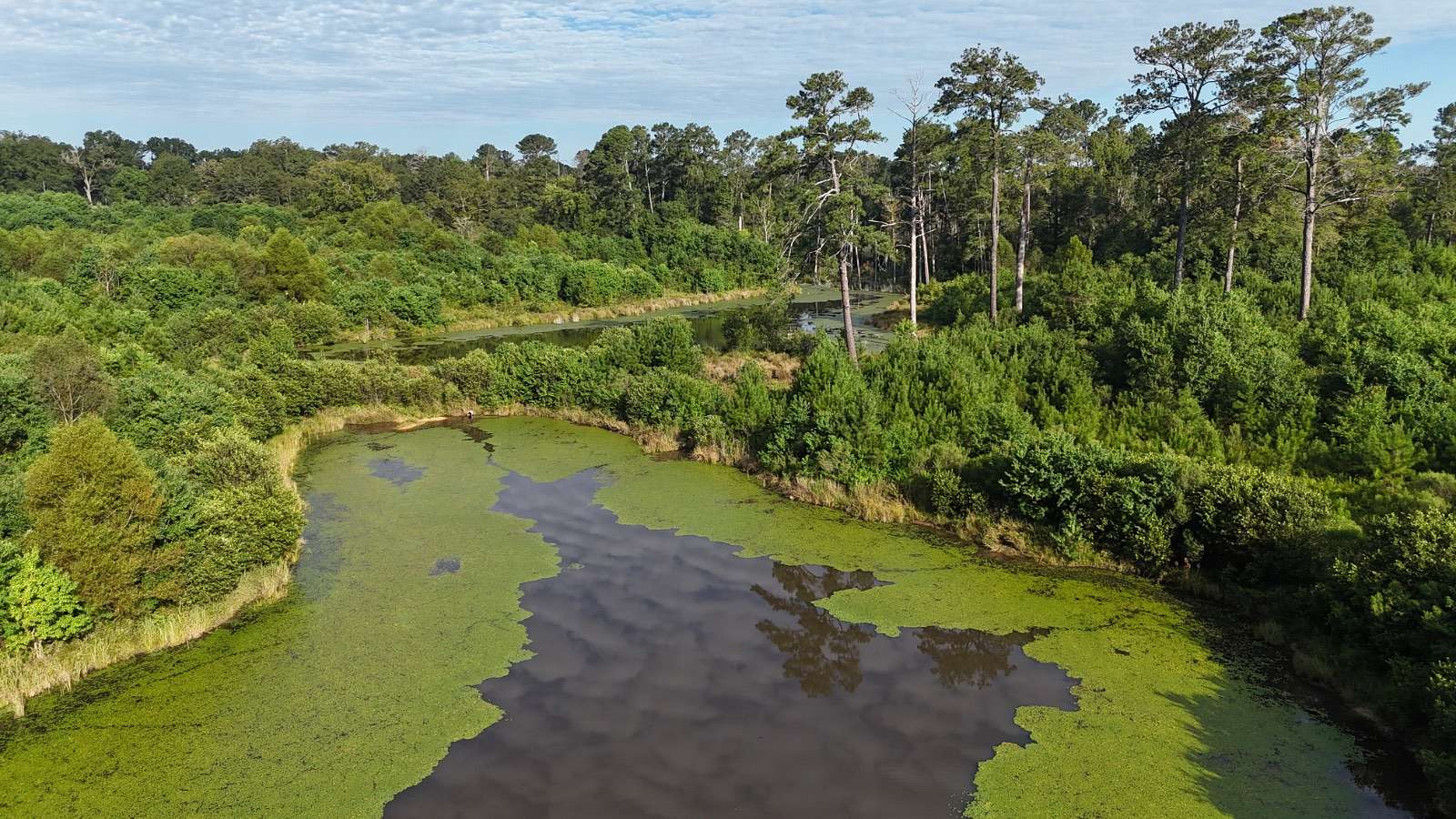 58 Acres of Land for Sale in Brantley, Alabama