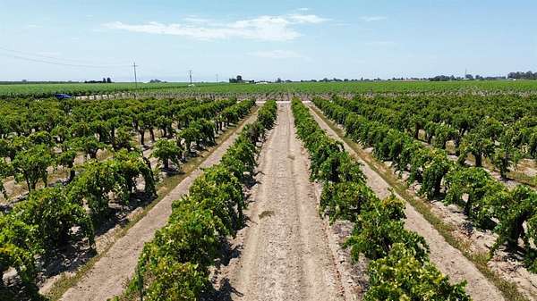19.7 Acres of Agricultural Land for Sale in Caruthers, California