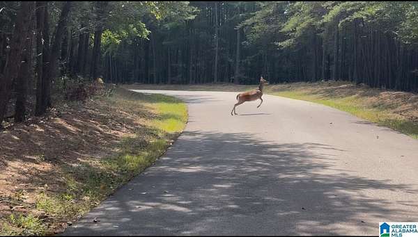 20.4 Acres of Land for Sale in Columbiana, Alabama