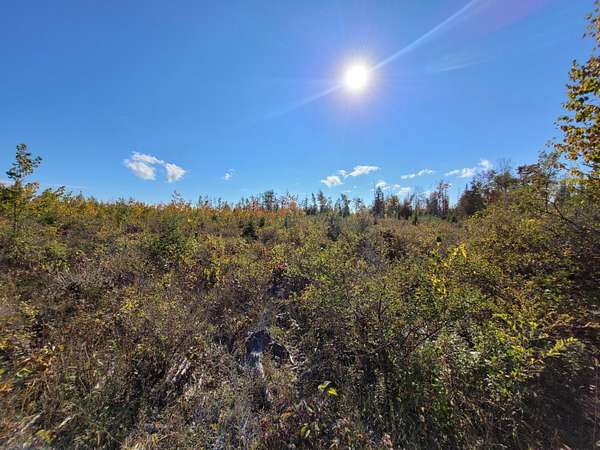 143 Acres of Land for Sale in Rogers City, Michigan