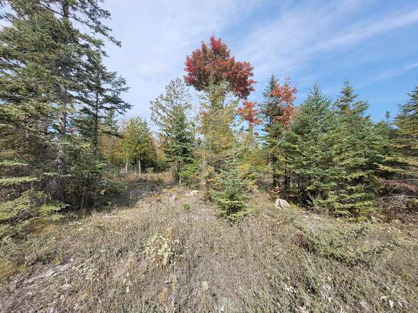 20 Acres of Land for Sale in Rogers City, Michigan