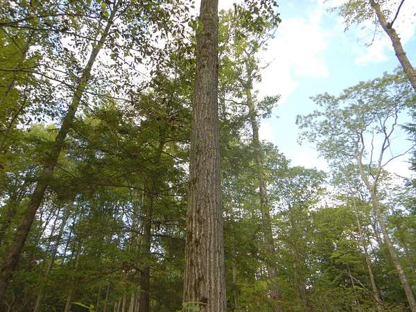 42.8 Acres of Recreational Land for Sale in Richford, New York