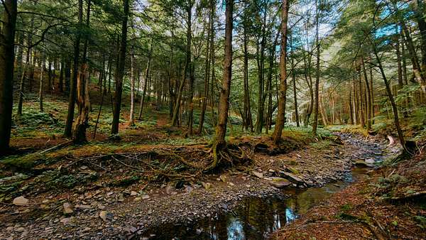 7 Acres of Land for Sale in Andes, New York