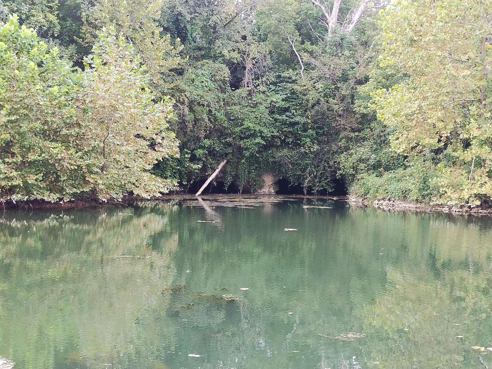 17 Acres of Recreational Land for Sale in Hartville, Missouri