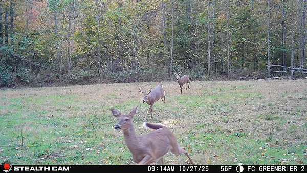 365 Acres of Recreational Land for Sale in Wallingford, Kentucky