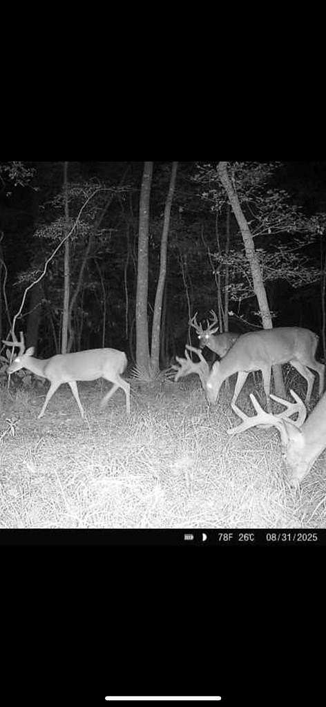 145 Acres of Recreational Land & Farm for Sale in Albany, Georgia